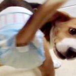 病院に行くため『オムツ』を履いた犬→想像以上に嫌がって…脱がせてもらうための『最終手段』に爆笑の声「実力行使で草」「ワンコの勝利ｗ」(ブログ)