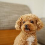 犬が亡くなるかもしれない『危険な留守番方法』５選　怪我のリスクや起こり得るトラブルとは？(ブログ)