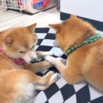 ヒーターの前を弟に取られたお兄ちゃん犬→特等席を巡った『愉快な争い』が可愛いと11万再生「パンチ炸裂してて草」「爆笑しちゃったｗ」と絶賛(ブログ)