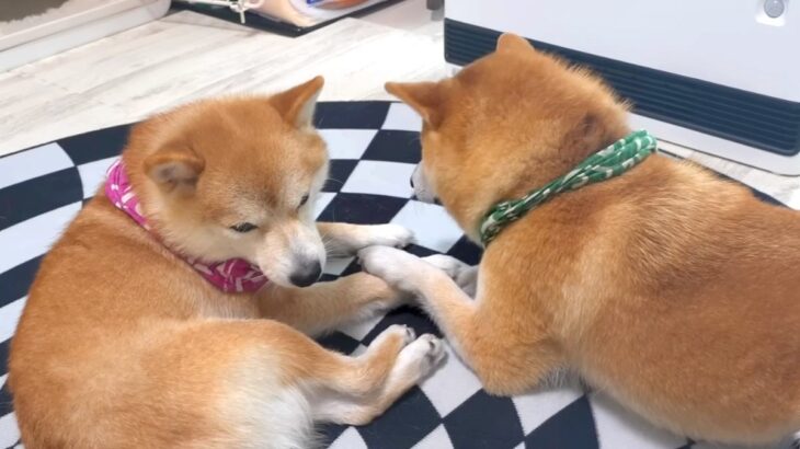 ヒーターの前を弟に取られたお兄ちゃん犬→特等席を巡った『愉快な争い』が可愛いと11万再生「パンチ炸裂してて草」「爆笑しちゃったｗ」と絶賛(ブログ)