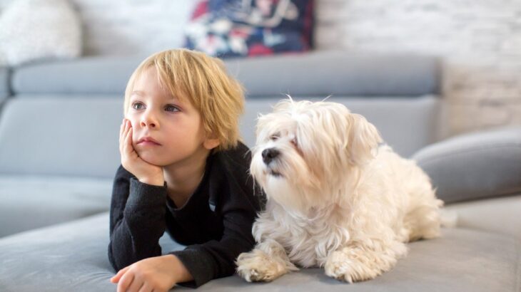 犬が『テレビを真剣に見つめている』ときの心理3つ　人間のように内容を理解しているの？(ブログ)