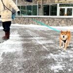 1週間、仕事で帰らなかったパパが『犬の散歩ルートで待ち伏せドッキリ』をした結果…『まさかの展開』に爆笑「シュールで草」「声出して笑った」(ブログ)