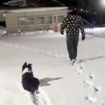 雪の中で『マテ』をする犬→飼い主が背を向けて歩き出したら…まさかの『だるまさんが転んだ』のような光景が話題に「何回みても可愛いｗ」(ブログ)