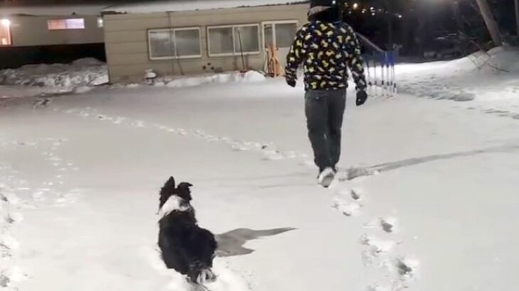 雪の中で『マテ』をする犬→飼い主が背を向けて歩き出したら…まさかの『だるまさんが転んだ』のような光景が話題に「何回みても可愛いｗ」(ブログ)