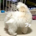 白くてフワフワの赤ちゃん犬が『おなら』を覚えた結果→出した瞬間に…『まさかの反応』が23万再生「犯人探しするの草」「ずっと見てたいｗ」(ブログ)