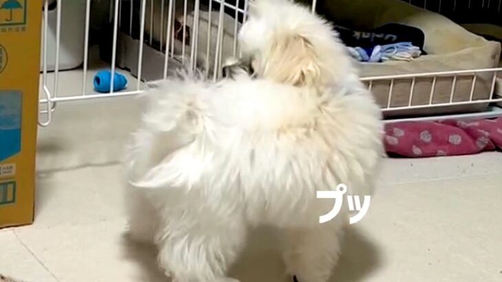白くてフワフワの赤ちゃん犬が『おなら』を覚えた結果→出した瞬間に…『まさかの反応』が23万再生「犯人探しするの草」「ずっと見てたいｗ」(ブログ)