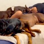 小学生の男の子が『大量の犬に囲まれて眠った』結果→『まさかの光景』が55万表示「よくこの状態で寝れるなｗｗ」「もう犬の仲間で草」と絶賛(ブログ)