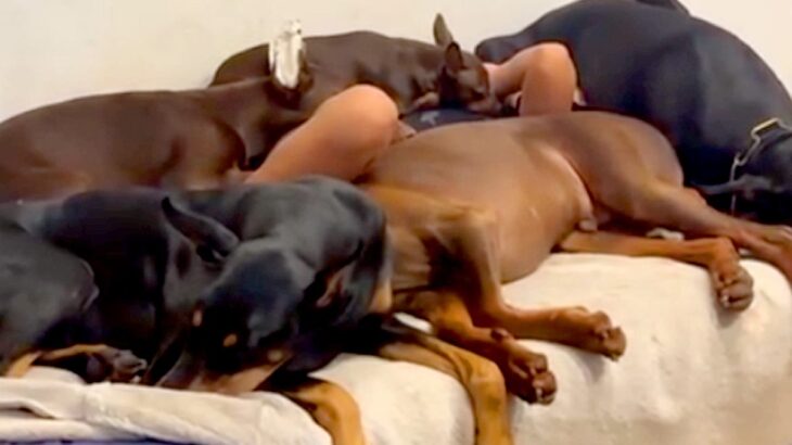 小学生の男の子が『大量の犬に囲まれて眠った』結果→『まさかの光景』が55万表示「よくこの状態で寝れるなｗｗ」「もう犬の仲間で草」と絶賛(ブログ)