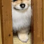 『餅つきをするから』と締め出された犬→ドアの隙間から…思った以上に『不服そうな表情』に23万いいね集まる「めちゃ良い顔ｗ」「怒ってて草」(ブログ)