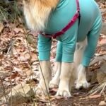 登山中に『80歳のおじいちゃん』と遭遇した大型犬→ゆっくり歩く姿を見て…泣けてくるほど『心優しい行動』に感動「表情が可愛い」「涙が出た」(ブログ)