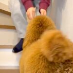 『階段が登れない』とアピールする犬→抱っこをおねだりしてきて…『まるで赤ちゃんのような行動』が話題「飛び乗りあんよが可愛すぎる」(ブログ)