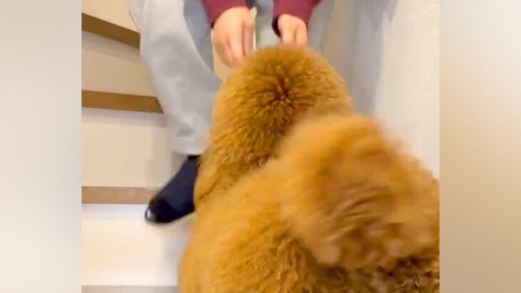 『階段が登れない』とアピールする犬→抱っこをおねだりしてきて…『まるで赤ちゃんのような行動』が話題「飛び乗りあんよが可愛すぎる」(ブログ)