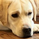 『なんか大型犬が拗ねてるな』と思い見てみたら、おててを伸ばしていて…まるで『人間の子どものような光景』に反響「かわいいｗｗ」と14万表示(ブログ)