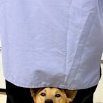 動物病院で仕事中、ふと振り返るとスタッフが…目に飛び込んできた『想定外の光景』が133万表示「シンデレラフィットで草」「ドヤ顔が尊い」(ブログ)
