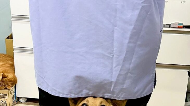 動物病院で仕事中、ふと振り返るとスタッフが…目に飛び込んできた『想定外の光景』が133万表示「シンデレラフィットで草」「ドヤ顔が尊い」(ブログ)