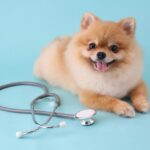 「標準治療」で本当に大丈夫？獣医が考える愛犬にとっての『最善治療』とは？(ブログ)