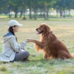 犬が『おて』をしてくれない理由4つ　主な心理やコマンドを成功させるためにできることまで(ブログ)