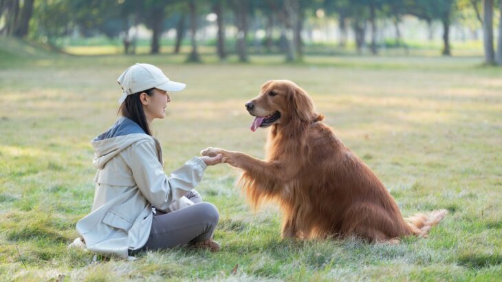 犬が『おて』をしてくれない理由4つ　主な心理やコマンドを成功させるためにできることまで(ブログ)