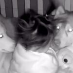 隣の部屋で家事中『赤ちゃんの見守りカメラ』を確認した結果→2匹の大型犬が…『まさかの光景』が35万再生「最高のボディガード」「優しい」(ブログ)