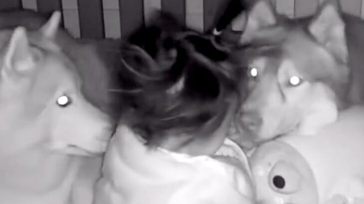 隣の部屋で家事中『赤ちゃんの見守りカメラ』を確認した結果→2匹の大型犬が…『まさかの光景』が35万再生「最高のボディガード」「優しい」(ブログ)