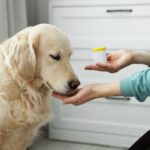 寒さが「痛み」を呼ぶ…愛犬の『関節炎』を和らげる家庭で出来る「3つのポイント」を獣医が解説(ブログ)