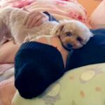 入院していたママが帰ってきたら、犬たちが『おかえり』と出迎えて…涙が止まらない『生きた証』が64万再生「本当の幸せが詰まってる…」と感動(ブログ)