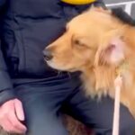 夕方、散歩中に『知らないおじいちゃん』と出会った大型犬→優しさが滲み出ている『尊いやり取り』が15万再生「ほっこりする」「愛され上手！」(ブログ)