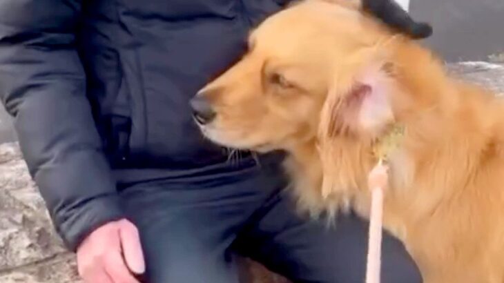 夕方、散歩中に『知らないおじいちゃん』と出会った大型犬→優しさが滲み出ている『尊いやり取り』が15万再生「ほっこりする」「愛され上手！」(ブログ)