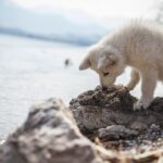 犬が散歩中『石を食べようとする』心理4つ　止めさせたい場合の適切なしつけ方法まで(ブログ)