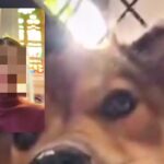 10日間の旅行中、留守番している犬とテレビ電話をした結果→『寂しがっているかな』と思いきや…まさかの反応に爆笑「楽しかったのかなｗ」(ブログ)