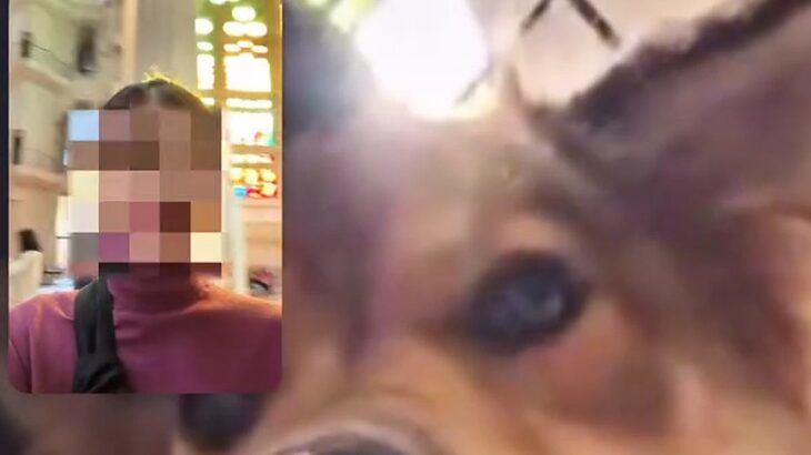10日間の旅行中、留守番している犬とテレビ電話をした結果→『寂しがっているかな』と思いきや…まさかの反応に爆笑「楽しかったのかなｗ」(ブログ)