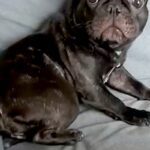 イタズラがバレた犬→『怒られる』と察して…まるでアニメキャラのような『表情や反応』が1168万再生「助け求めてて草」「人間味ありすぎｗ」(ブログ)