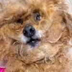 病気のおばあちゃんから『16歳ボサボサの老犬』を保護…切なすぎるお別れとトリミング後の変貌が62万再生「余生を幸せに」「綺麗な目…」(ブログ)