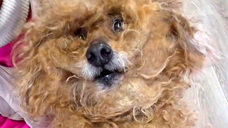 病気のおばあちゃんから『16歳ボサボサの老犬』を保護…切なすぎるお別れとトリミング後の変貌が62万再生「余生を幸せに」「綺麗な目…」(ブログ)