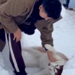 ドッグランから帰りたくない大型犬→駄々をこね始め…抵抗する姿が『人間の子ども』のようだと118万再生「イヤイヤ期で草」「全身で阻止ｗ」(ブログ)