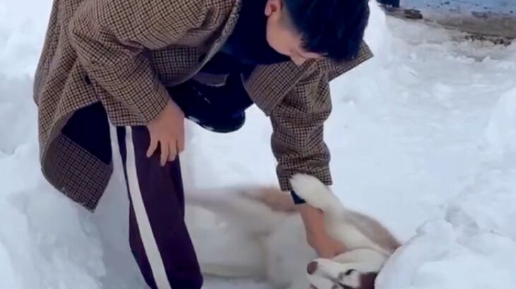 ドッグランから帰りたくない大型犬→駄々をこね始め…抵抗する姿が『人間の子ども』のようだと118万再生「イヤイヤ期で草」「全身で阻止ｗ」(ブログ)