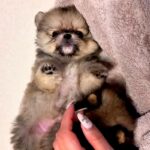 赤ちゃん犬を撫でていたら、別の赤ちゃん犬が…『ぼくも撫でてよ！』とんでもなく尊いアピールが41万再生「可愛すぎて苦しい」「たぬき？ｗ」(ブログ)