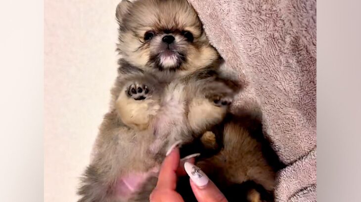 赤ちゃん犬を撫でていたら、別の赤ちゃん犬が…『ぼくも撫でてよ！』とんでもなく尊いアピールが41万再生「可愛すぎて苦しい」「たぬき？ｗ」(ブログ)