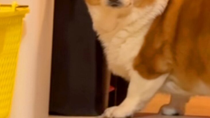 犬のためにボールを投げた結果→隙間に入り、取れなくなってしまい…思わず吹き出す『表情』が話題に「無言の圧で草」「めっちゃ見てるｗｗ」(ブログ)