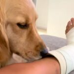 足を骨折した男の子→心配した『大型犬』がギブスを舐めた結果…辛辣過ぎる『まさかのリアクション』が94万再生「吹いたｗ」「クセになるよね」(ブログ)