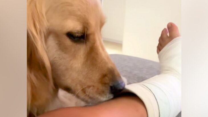 足を骨折した男の子→心配した『大型犬』がギブスを舐めた結果…辛辣過ぎる『まさかのリアクション』が94万再生「吹いたｗ」「クセになるよね」(ブログ)