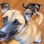 子猫が元保護犬のしっぽを『おもちゃと勘違いした』結果…可愛すぎて笑っちゃう『平和な光景』に反響「ずっと見ていたい」「幸せの無駄がない」(ブログ)