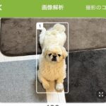 『食事管理アプリ』で犬の写真を撮ったら…思わず納得してしまう『解析結果』が面白いと20万表示「笑った」「他の候補も良いｗｗ」と爆笑の声(ブログ)