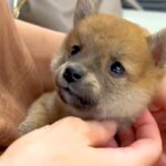 犬が苦手な母親に『子犬を飼った』と伝えたら、否定的で…会わせてみた結果→まさかの『態度の豹変』が18万再生「抱っこしたら最後」「思う壺」(ブログ)