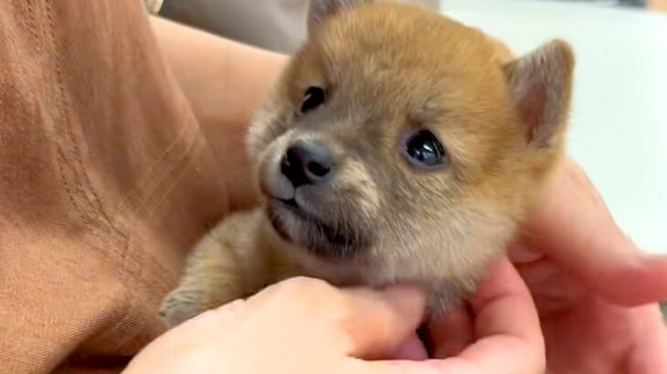 犬が苦手な母親に『子犬を飼った』と伝えたら、否定的で…会わせてみた結果→まさかの『態度の豹変』が18万再生「抱っこしたら最後」「思う壺」(ブログ)