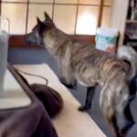 テレビに映っている犬が『外に逃げた』と勘違いしてしまった甲斐犬→あまりにも『純粋すぎる様子』が愛おしいと反響「優しい…」「なんて賢い」(ブログ)