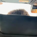 車の後部座席から助手席を撮影→『人の頭が映っている』と思いきや…目を疑う『まさかの正体』が35万再生「騙されたｗｗ」「何回見ても笑う」(ブログ)