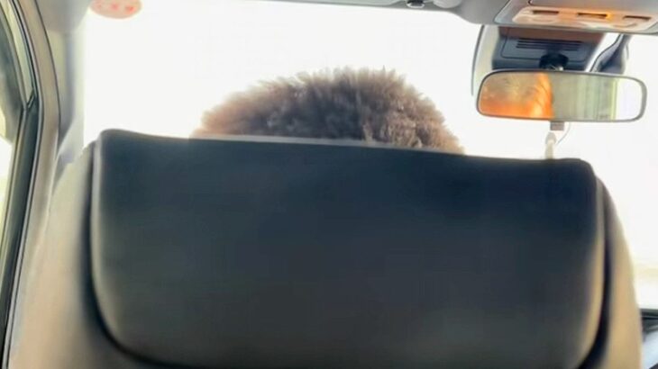車の後部座席から助手席を撮影→『人の頭が映っている』と思いきや…目を疑う『まさかの正体』が35万再生「騙されたｗｗ」「何回見ても笑う」(ブログ)