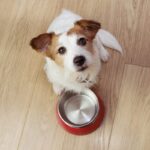 犬が飼い主に『お願いごと』があるときにみせるサイン4つ　要望に対する適切な対応まで(ブログ)