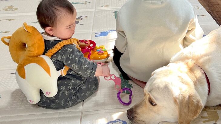 男の子に構ってもらえず拗ねる大型犬に、赤ちゃんが気付いてくれて…種族の壁を超えた『尊いやり取り』に1万いいね「幸せでお腹いっぱい…」(ブログ)